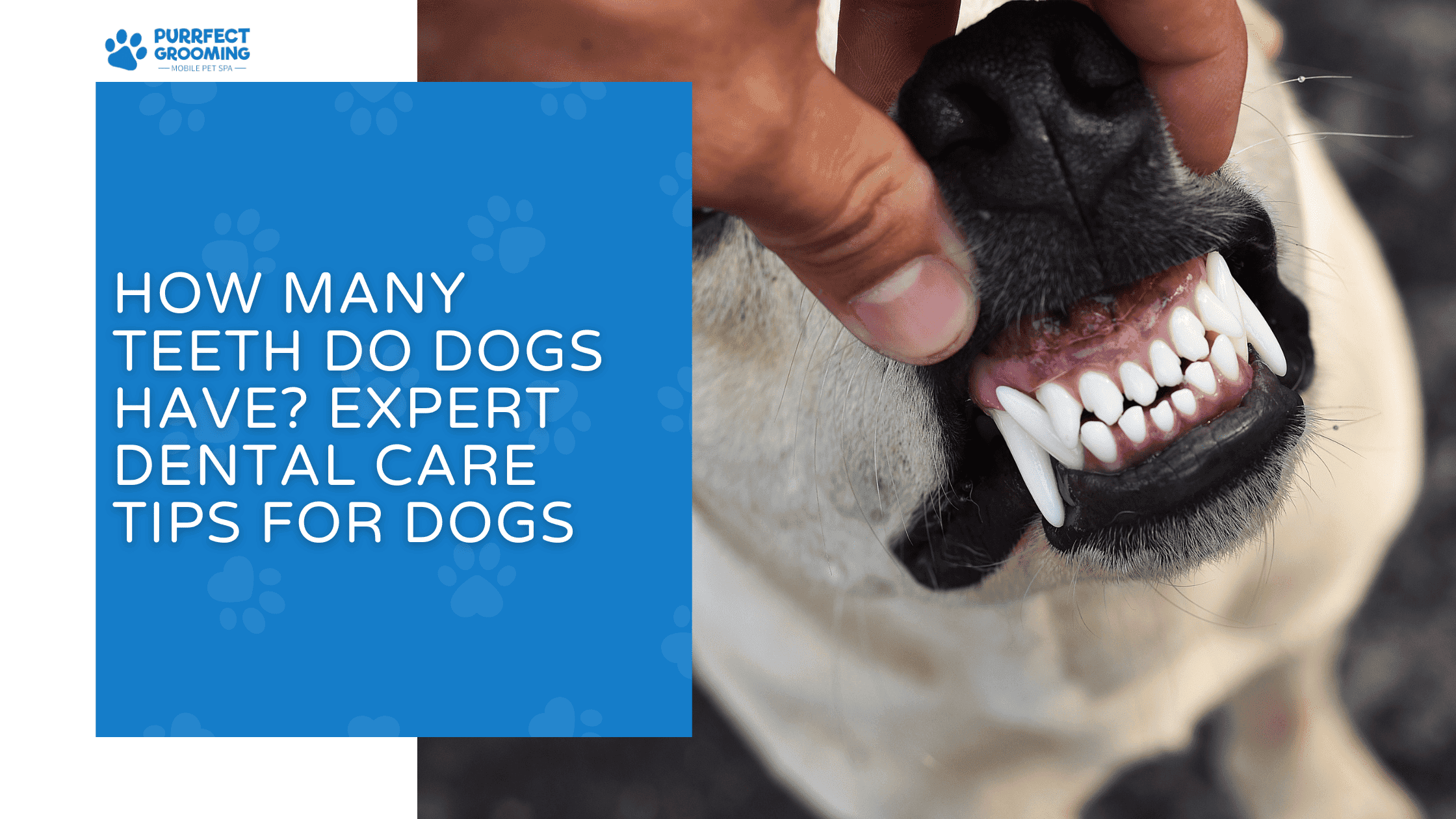 how many teeth do dogs have
