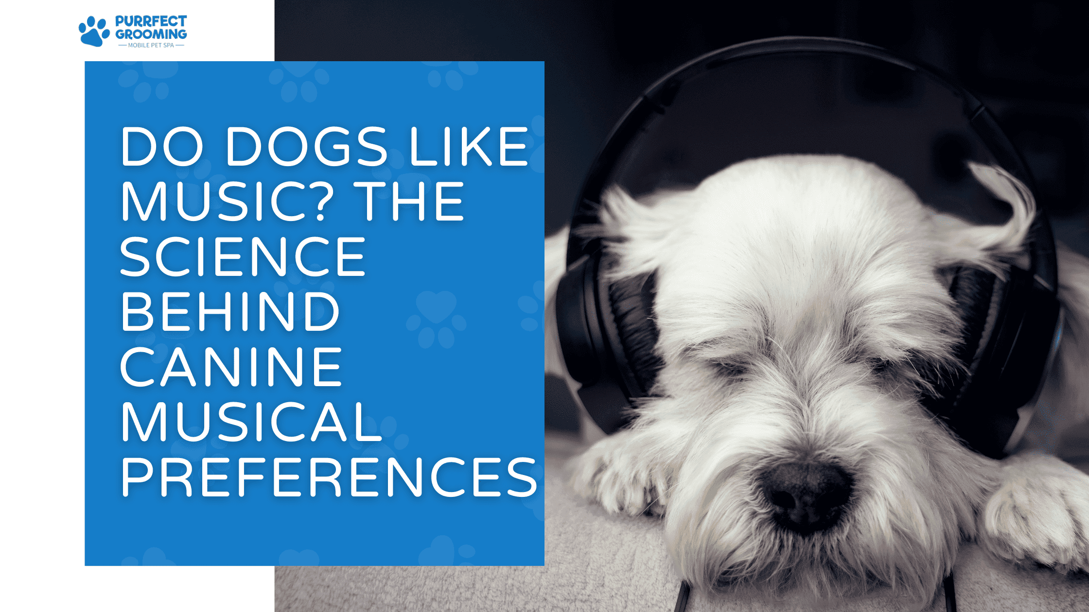 do dogs like music