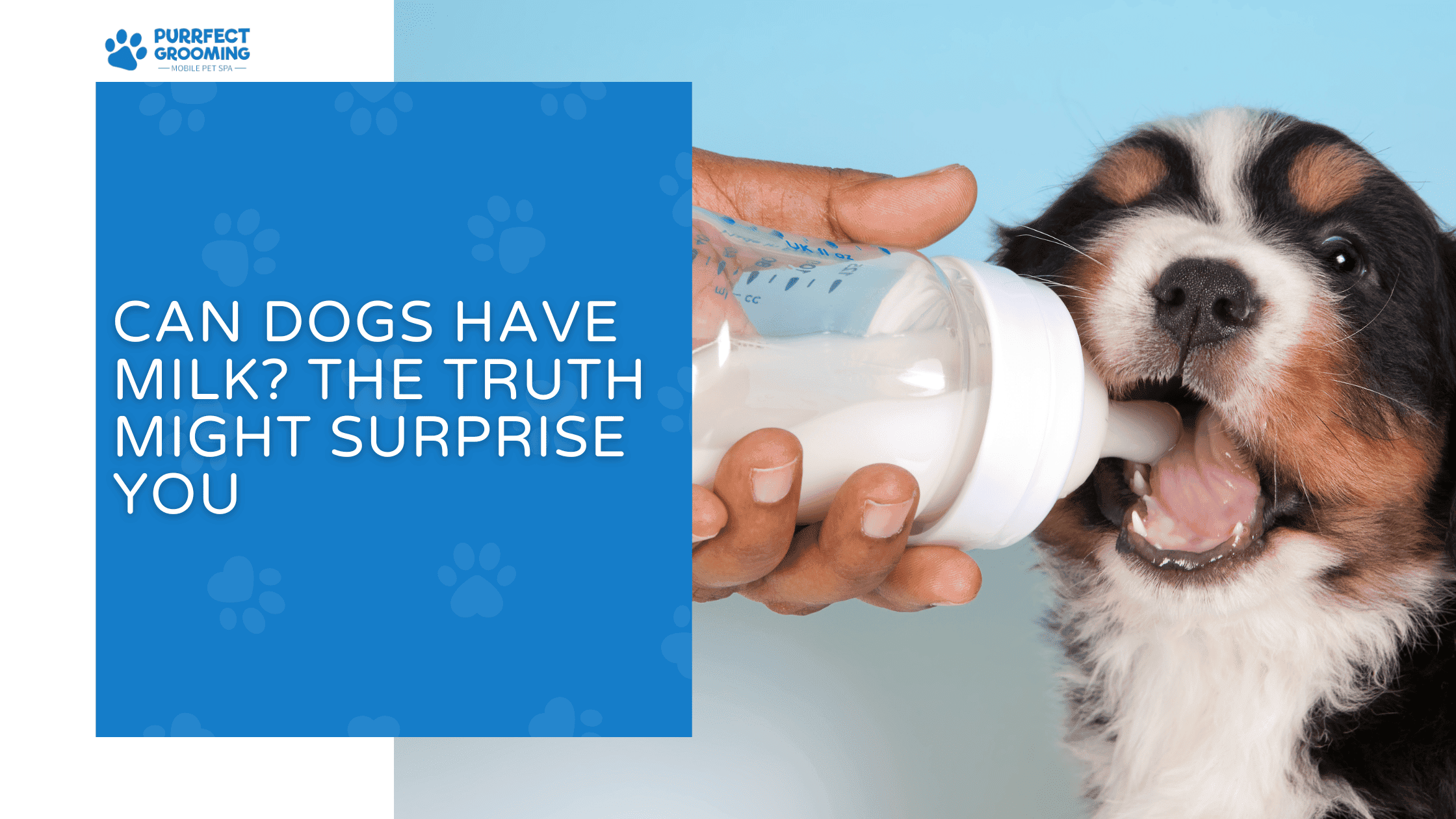 can dogs have milk