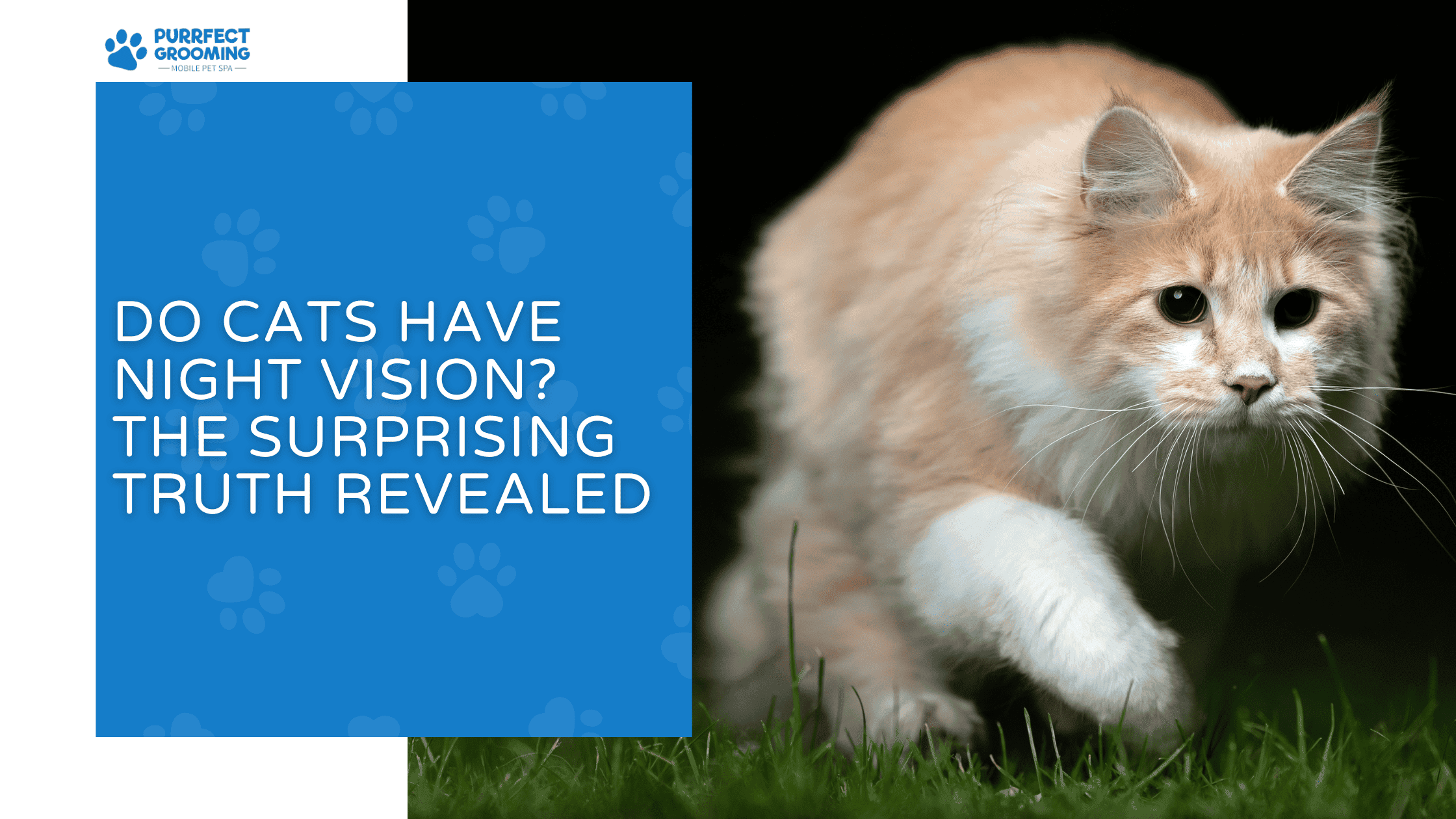 do cats have night vision