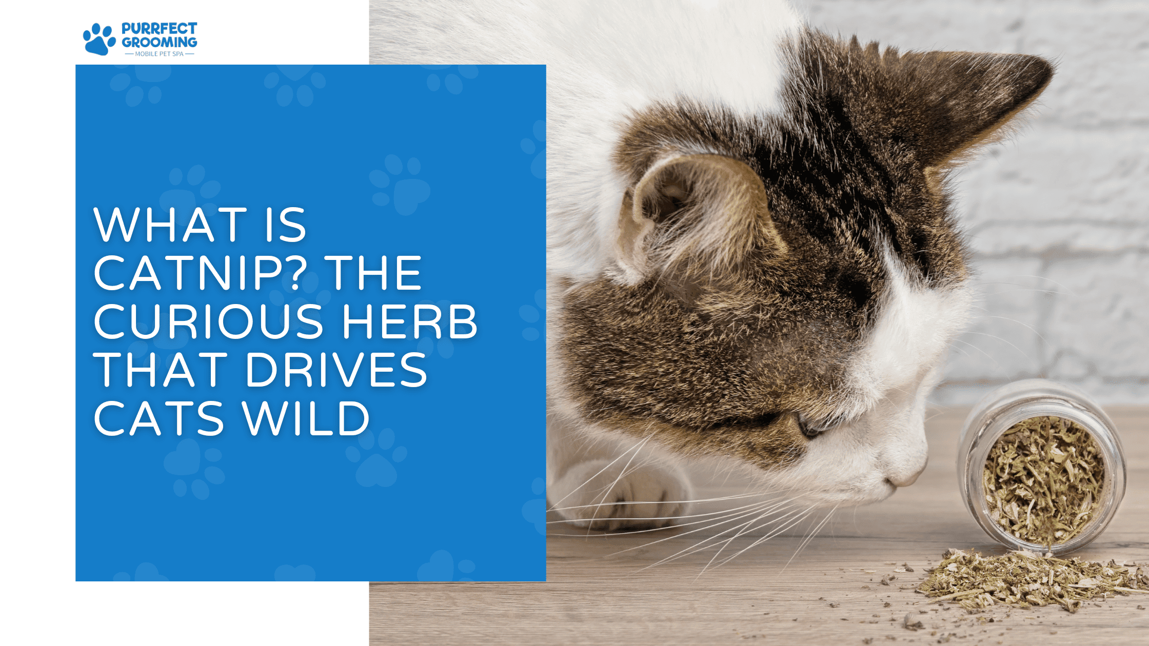 what is catnip