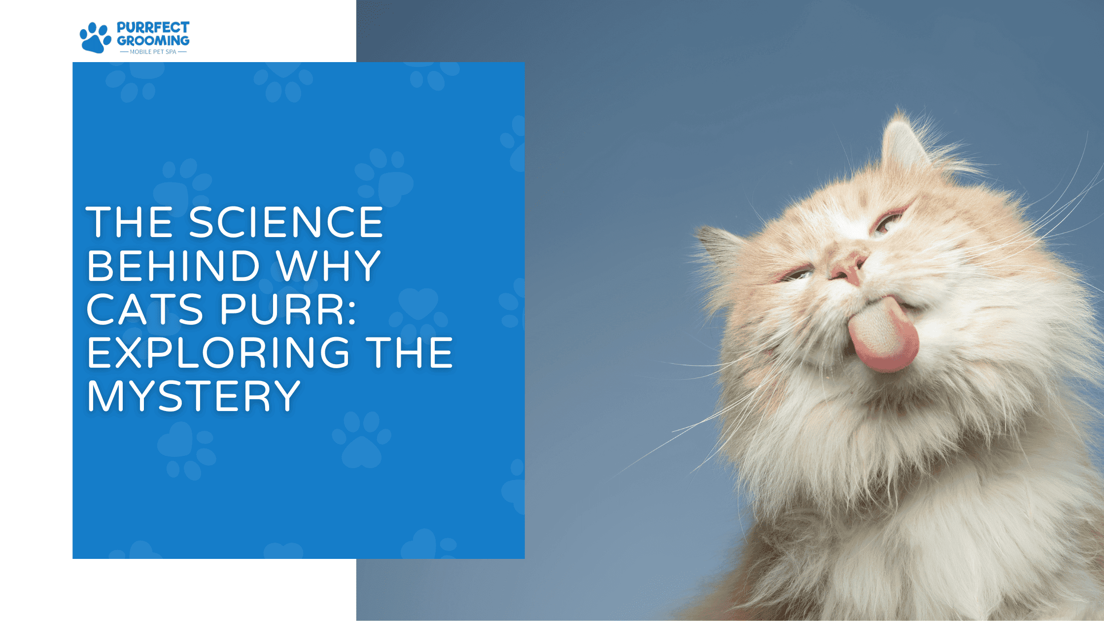why cats purr