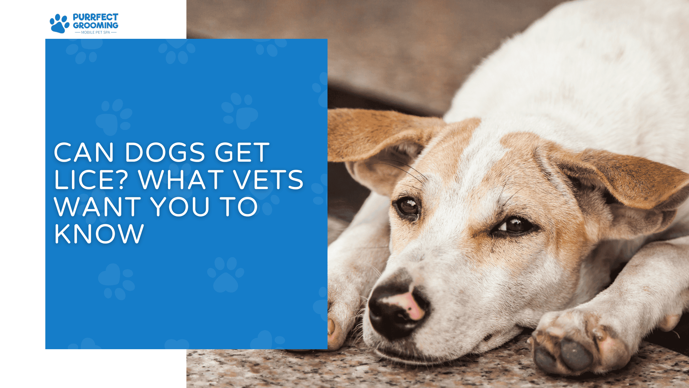 can dogs get lice