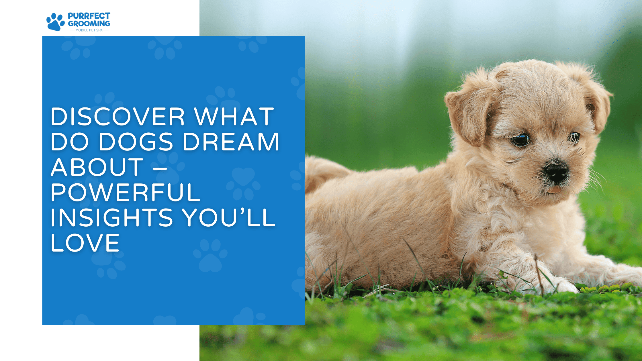what do dogs dream about