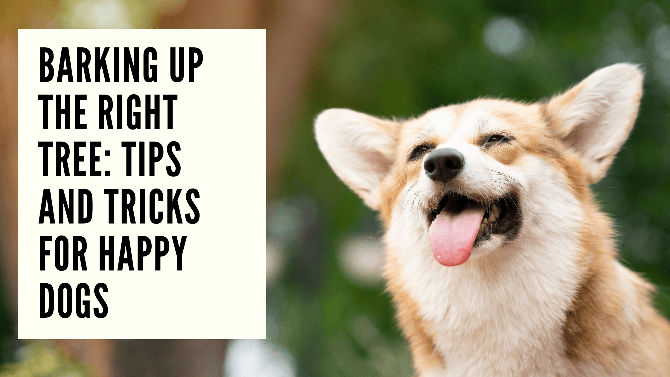 Barking Up the Right Tree Tips and Tricks for Happy Dogs