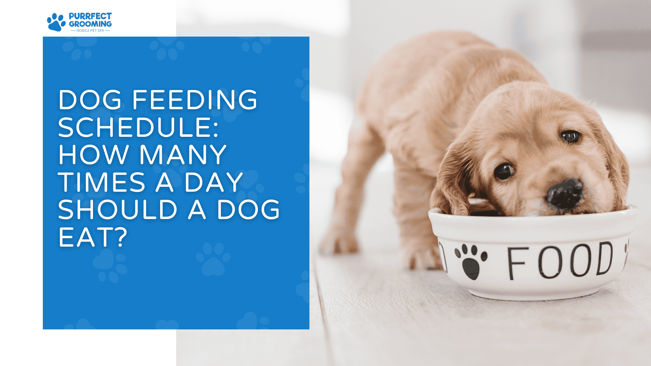 how many times a day should a dog eat