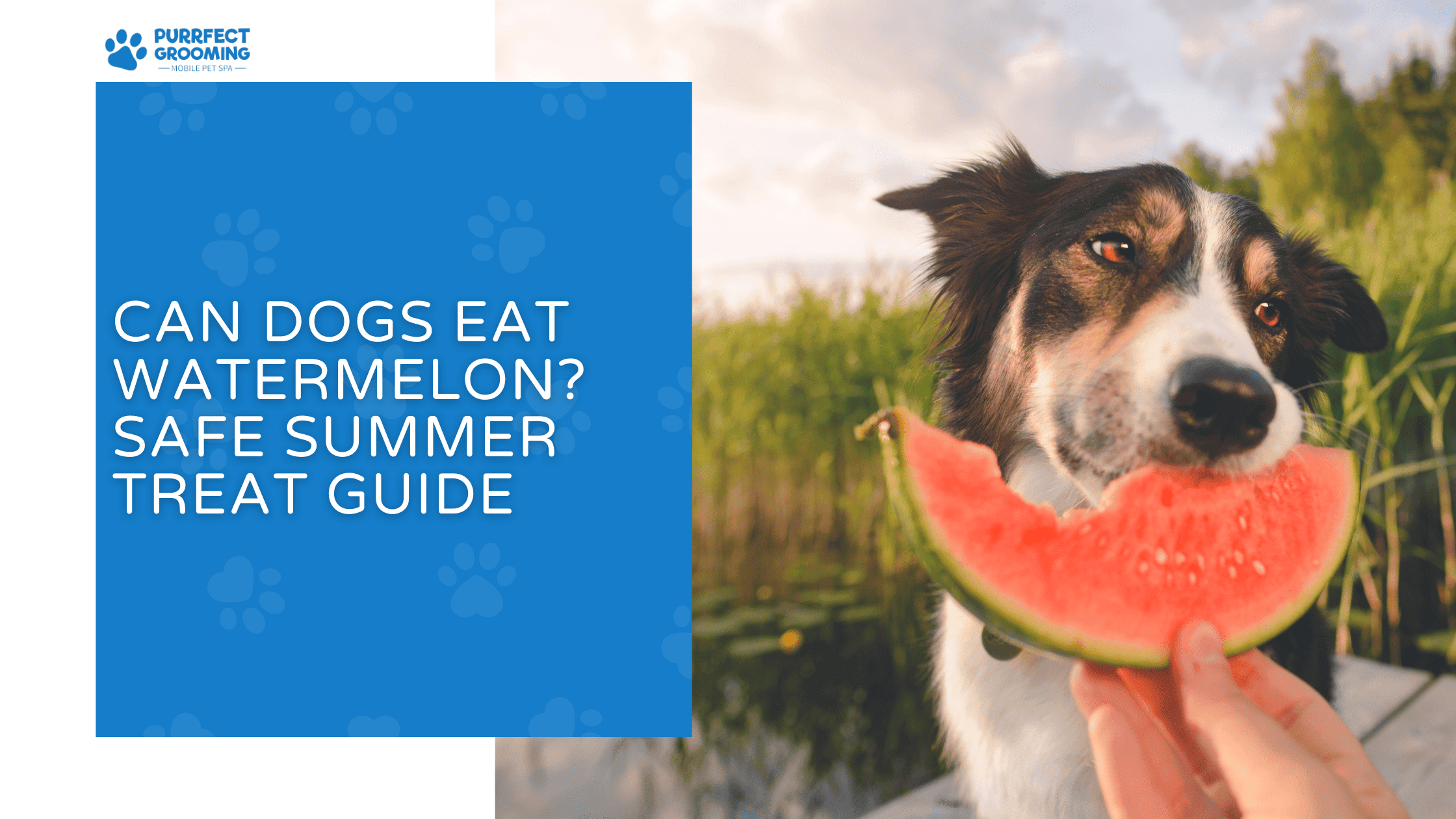 can dogs eat watermelon