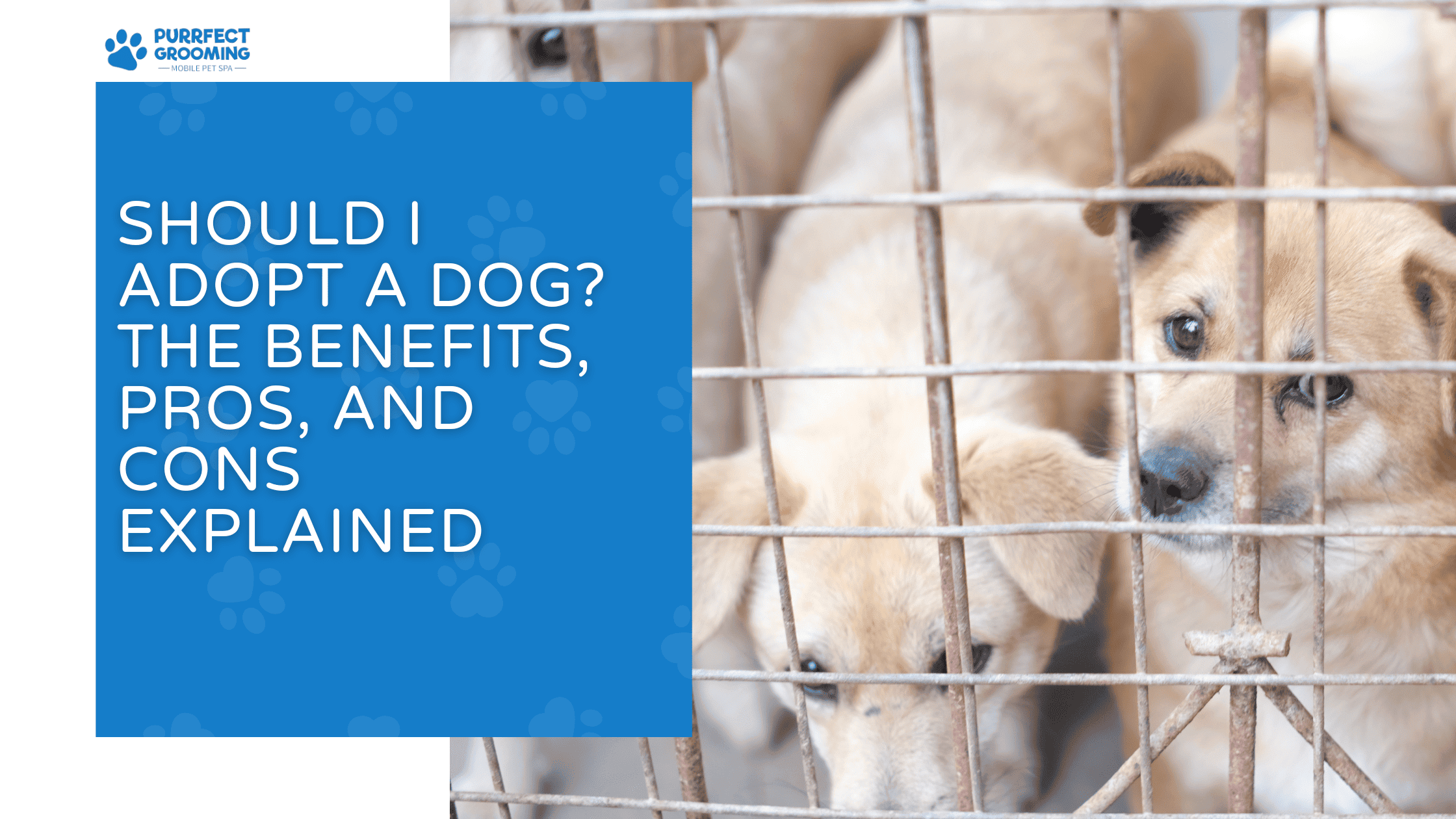 should i adopt a dog