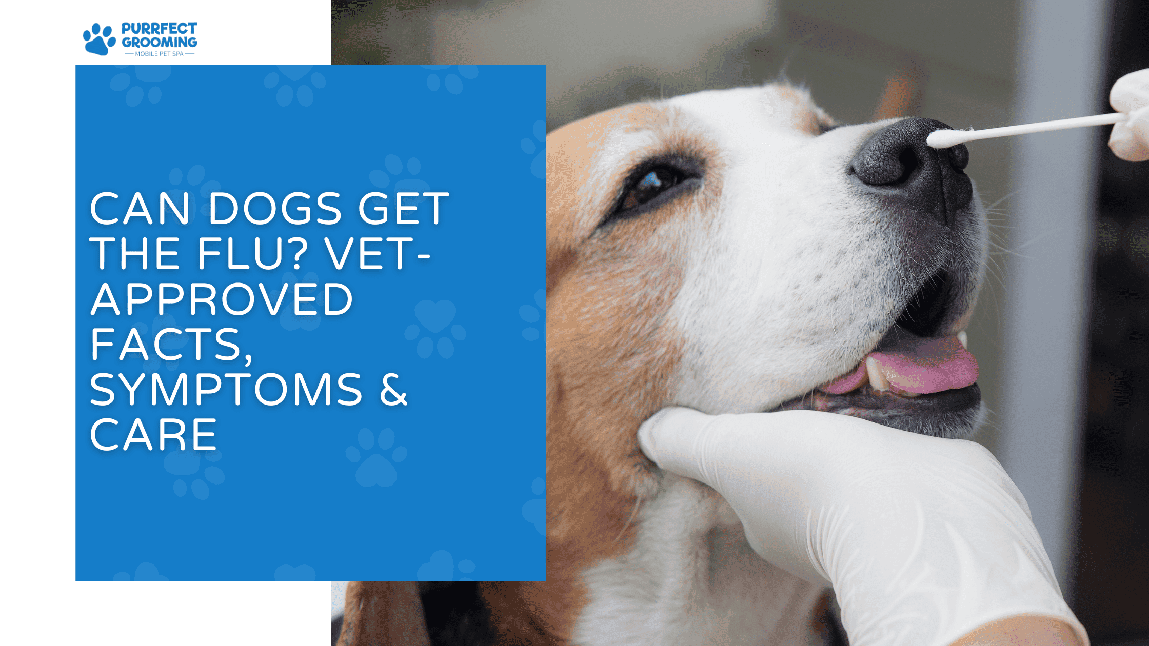 can dogs get the flu