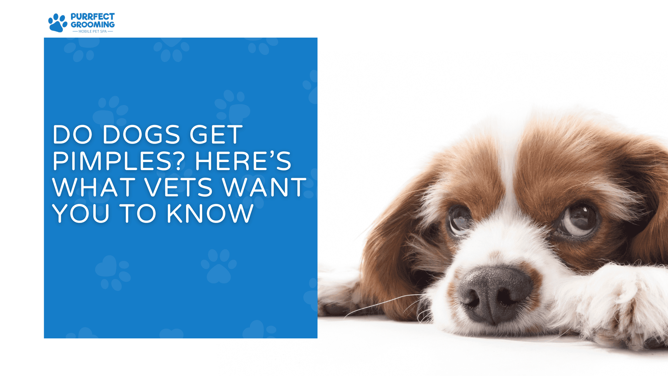 do dogs get pimples