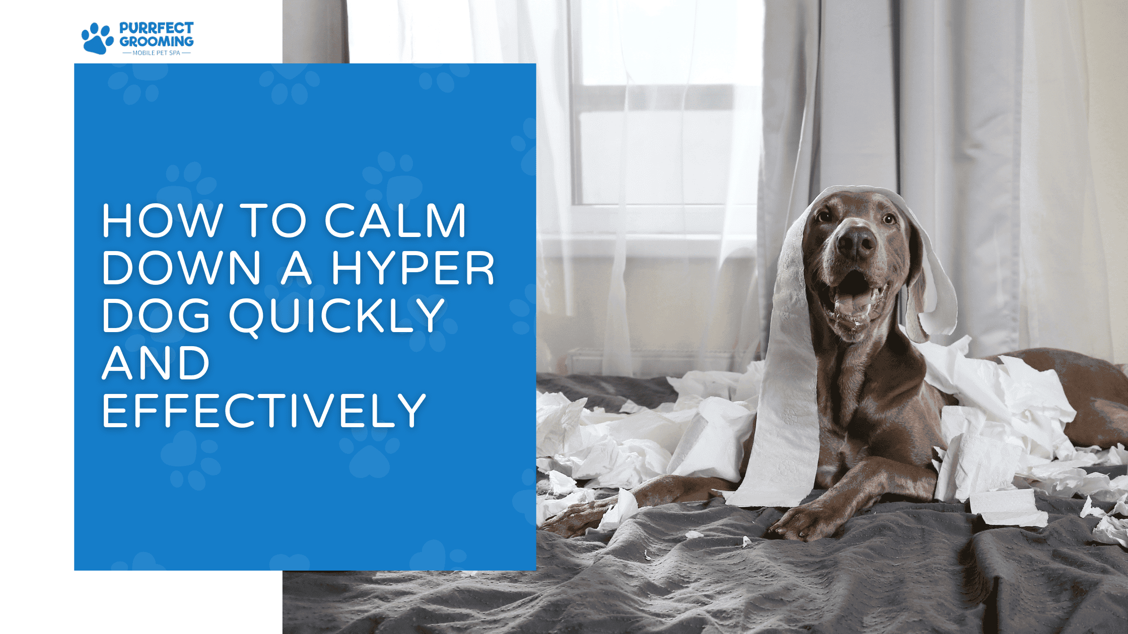 How to Calm Down a Hyper Dog