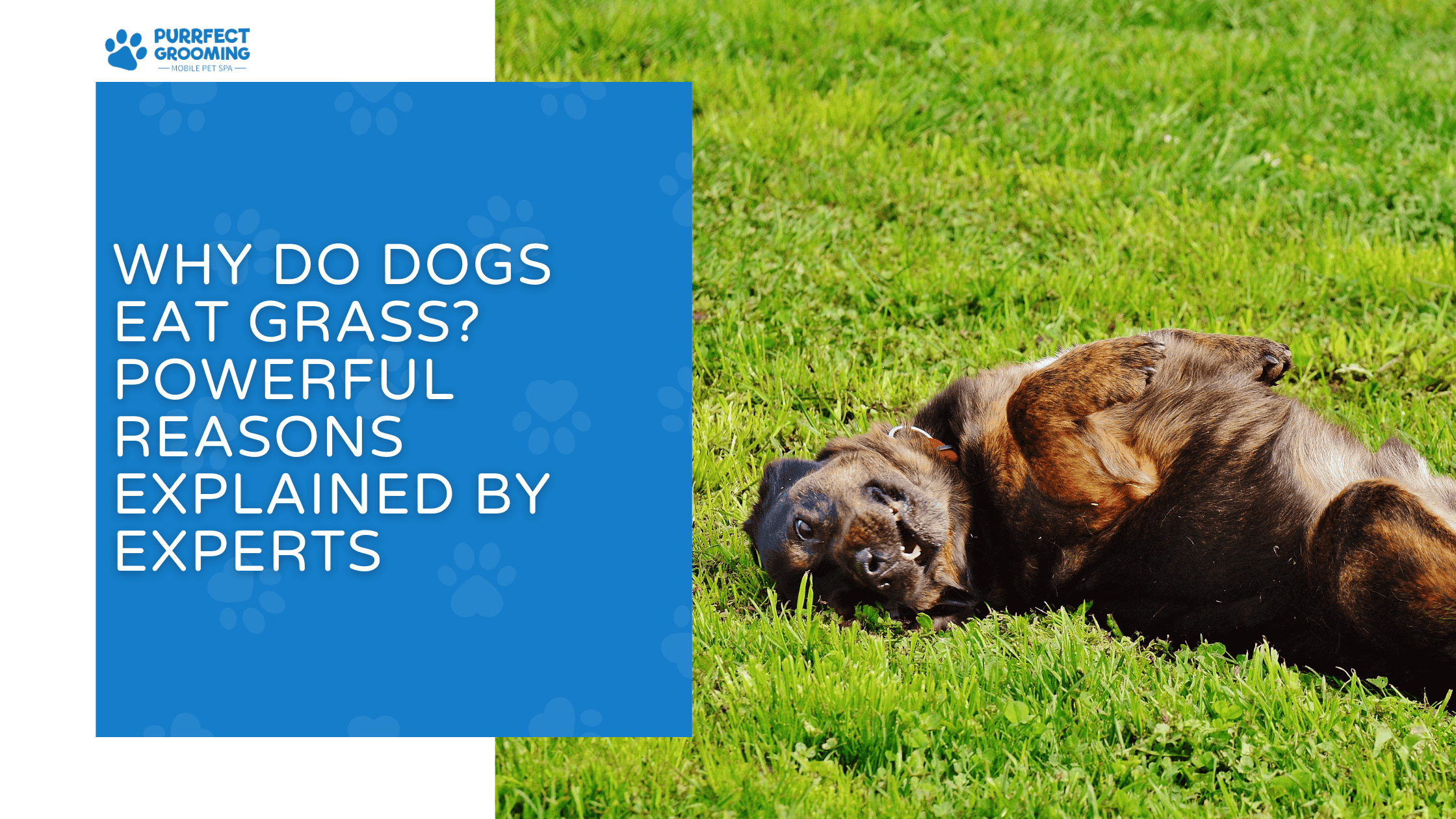 why do dogs eat grass