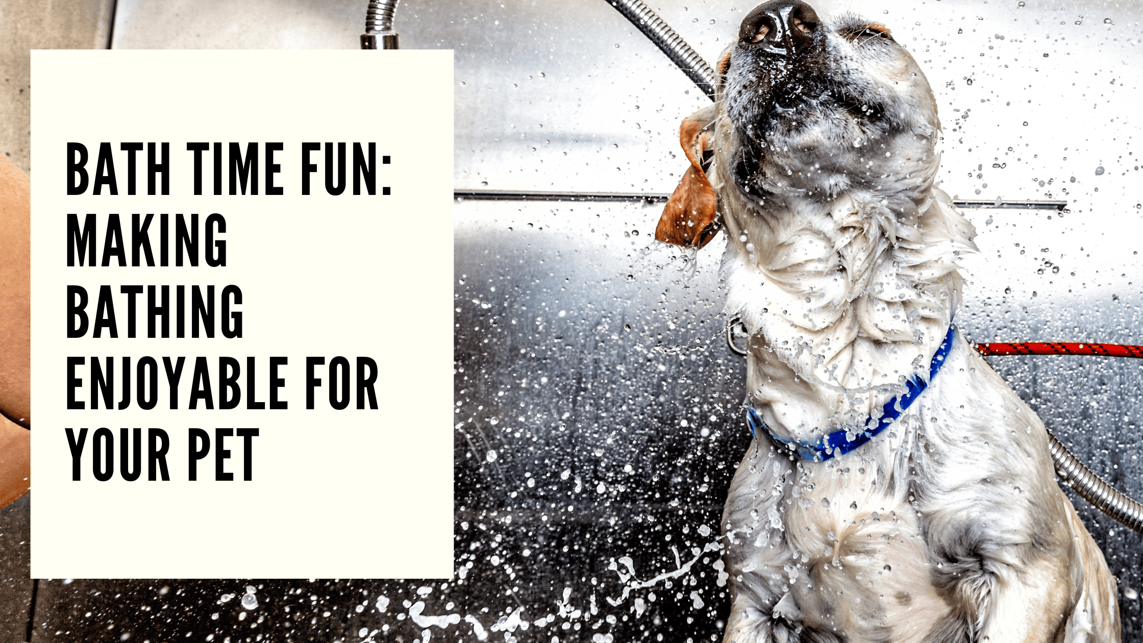 Bath Time Fun Making Bathing Enjoyable for Your Pet