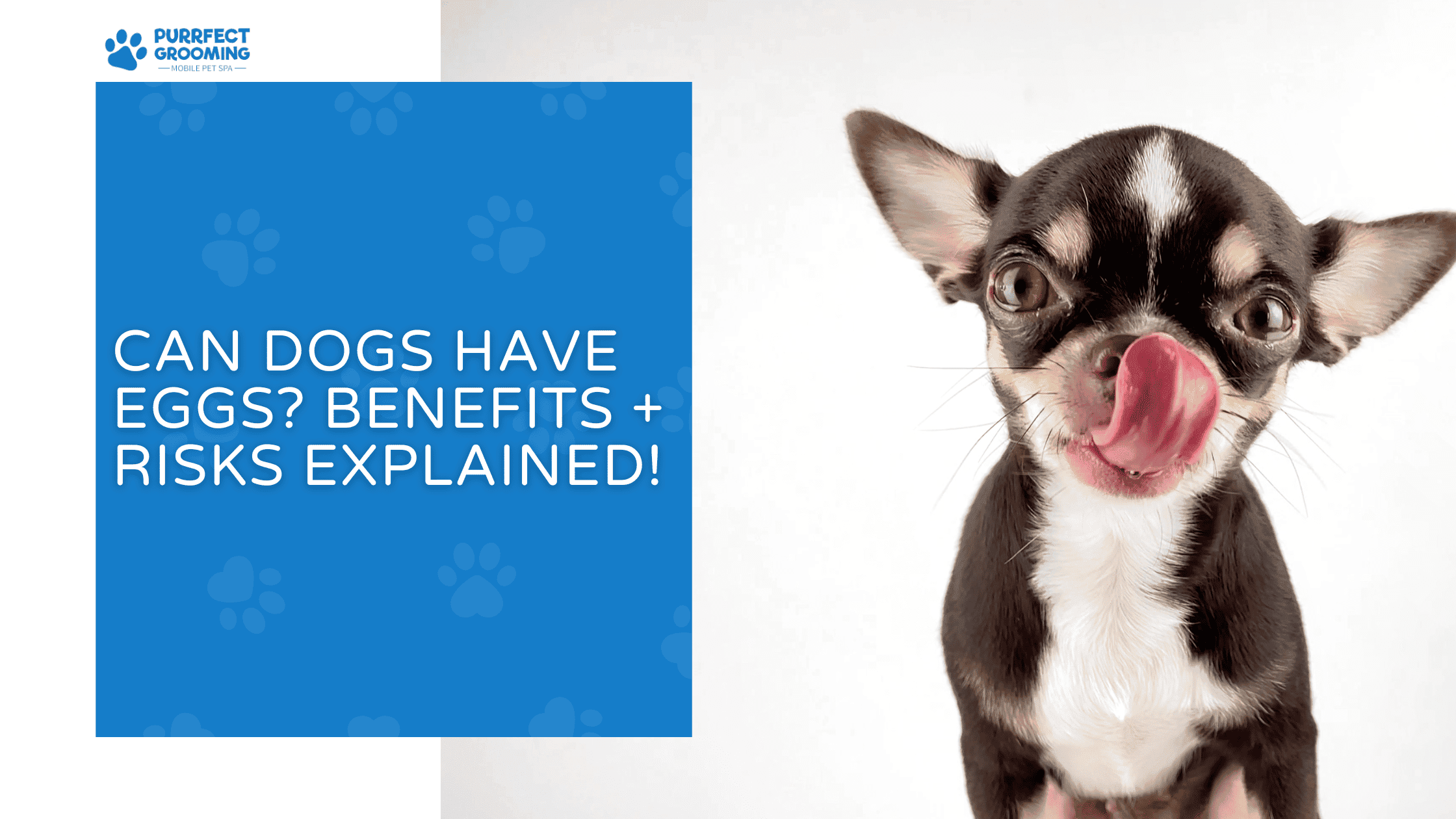 can dogs have eggs