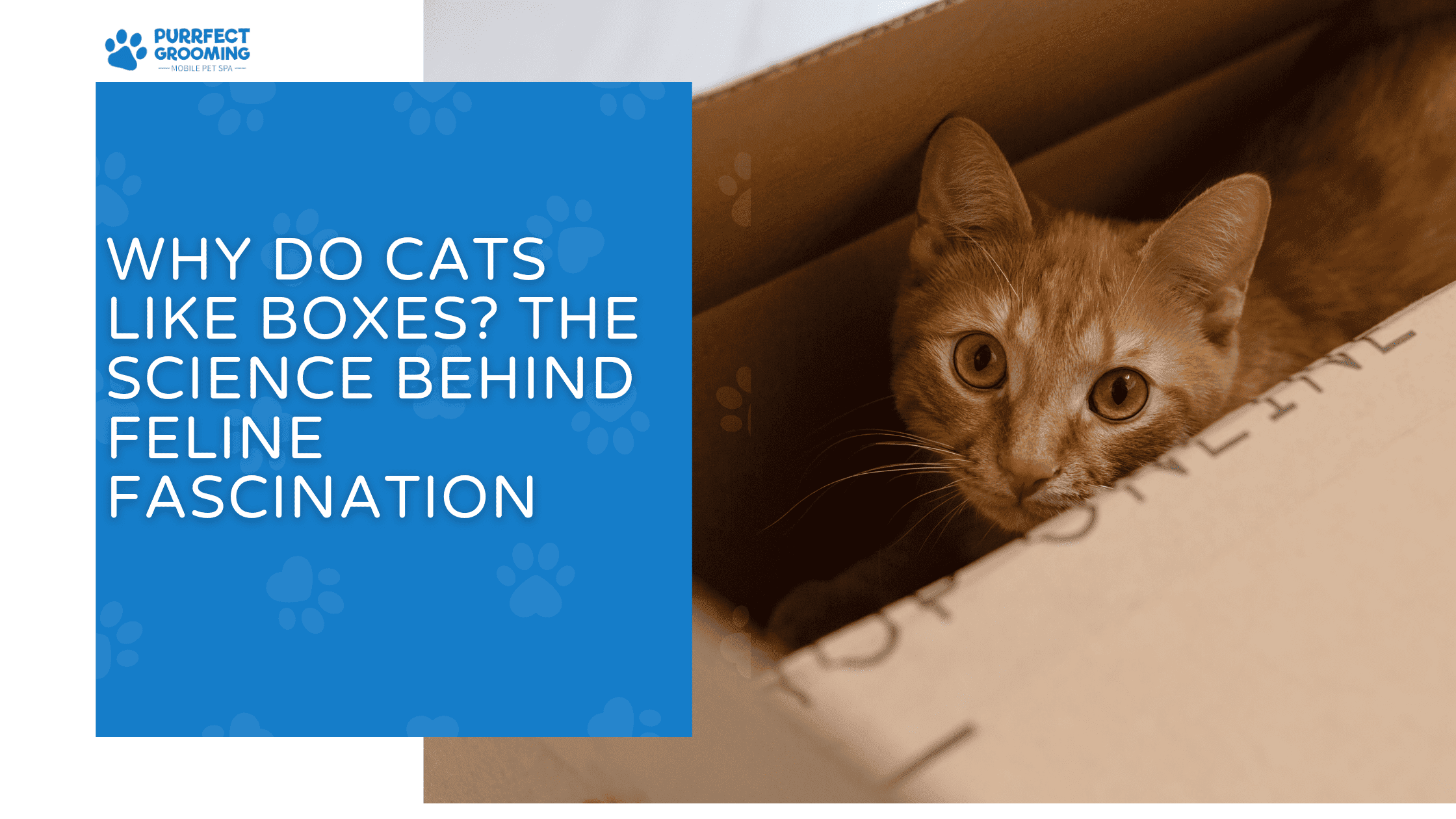 why do cats like boxes
