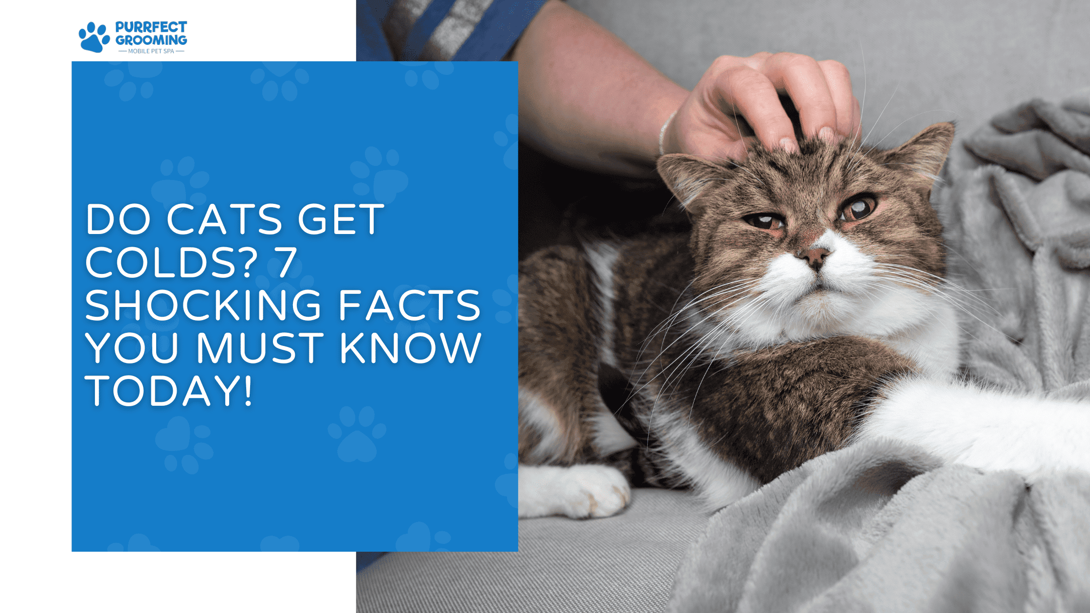do cats get colds