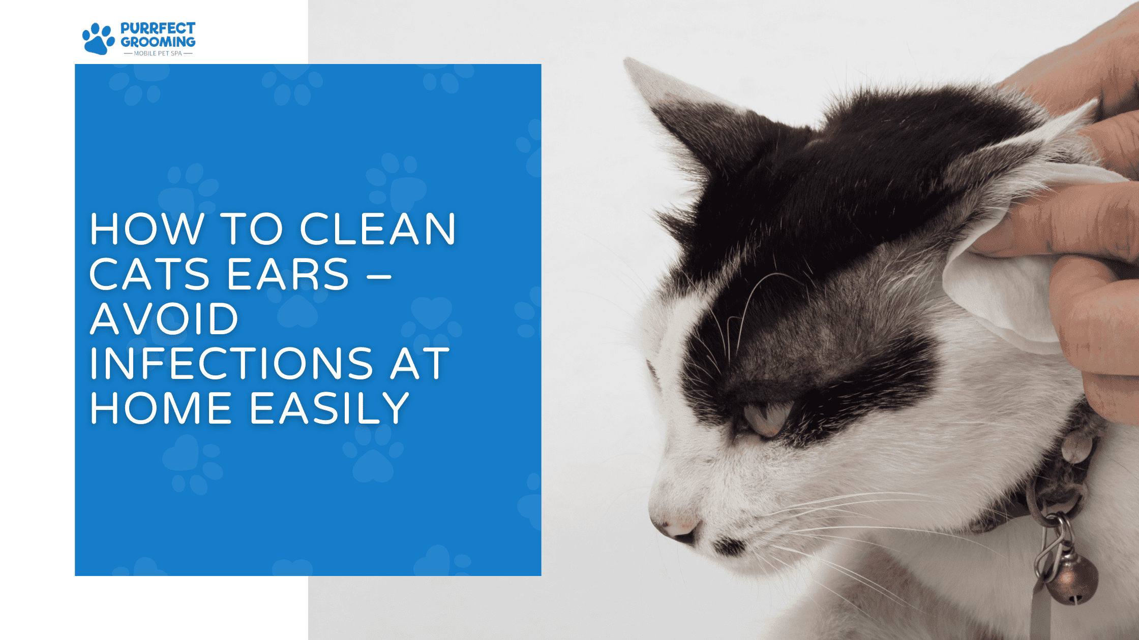 how to clean cats ears