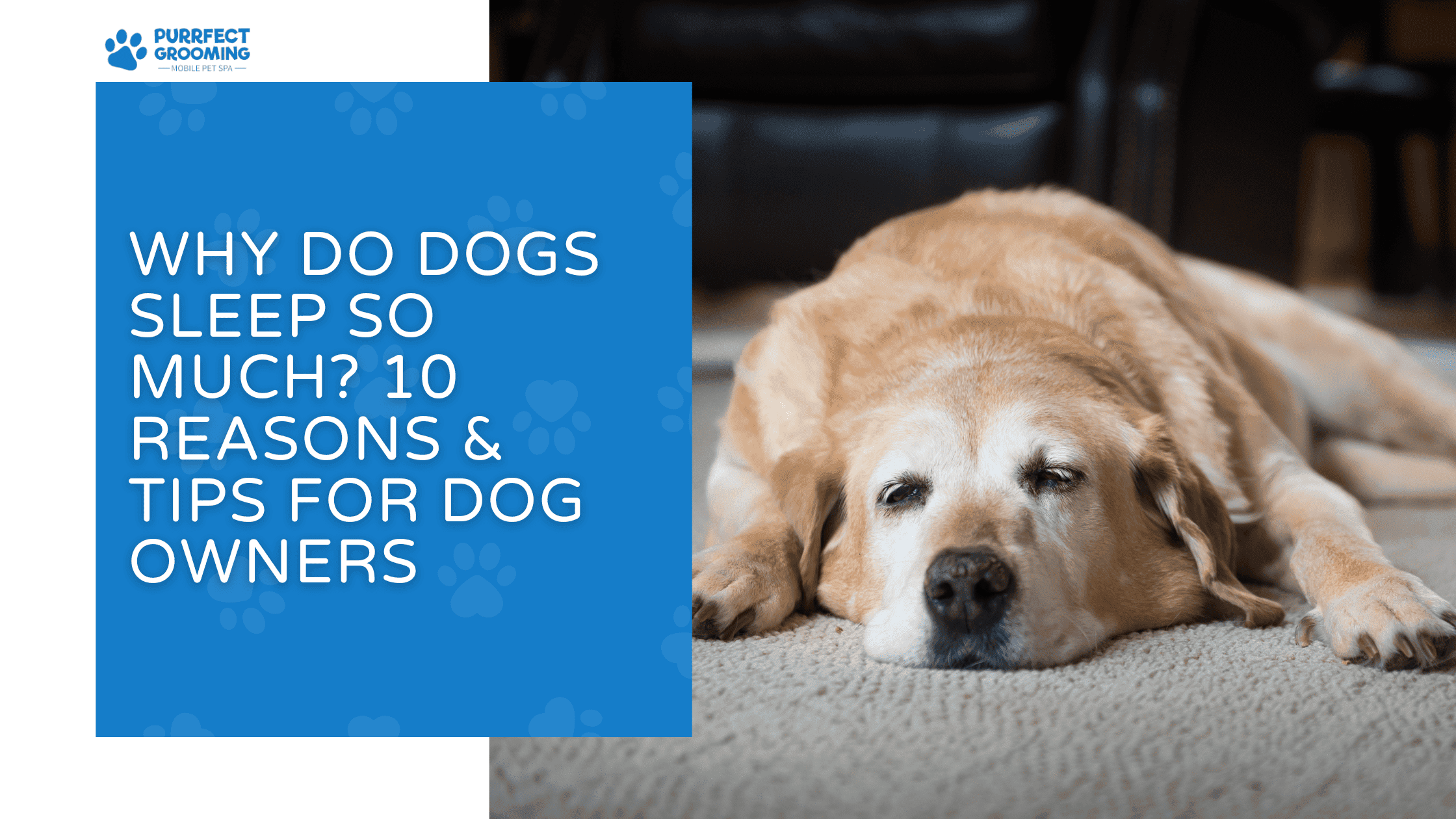 why do dogs sleep so much