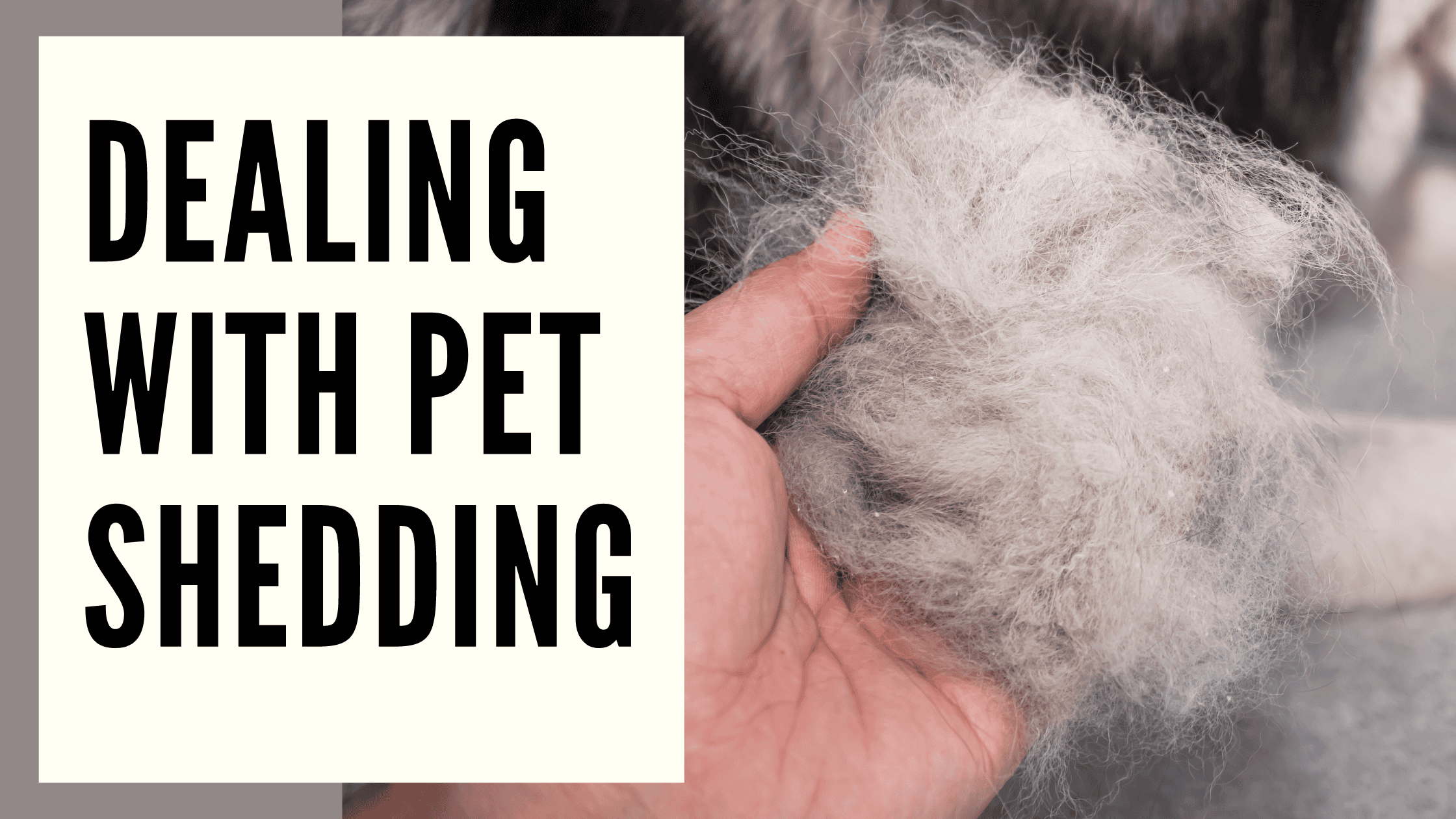 Dealing with Pet Shedding