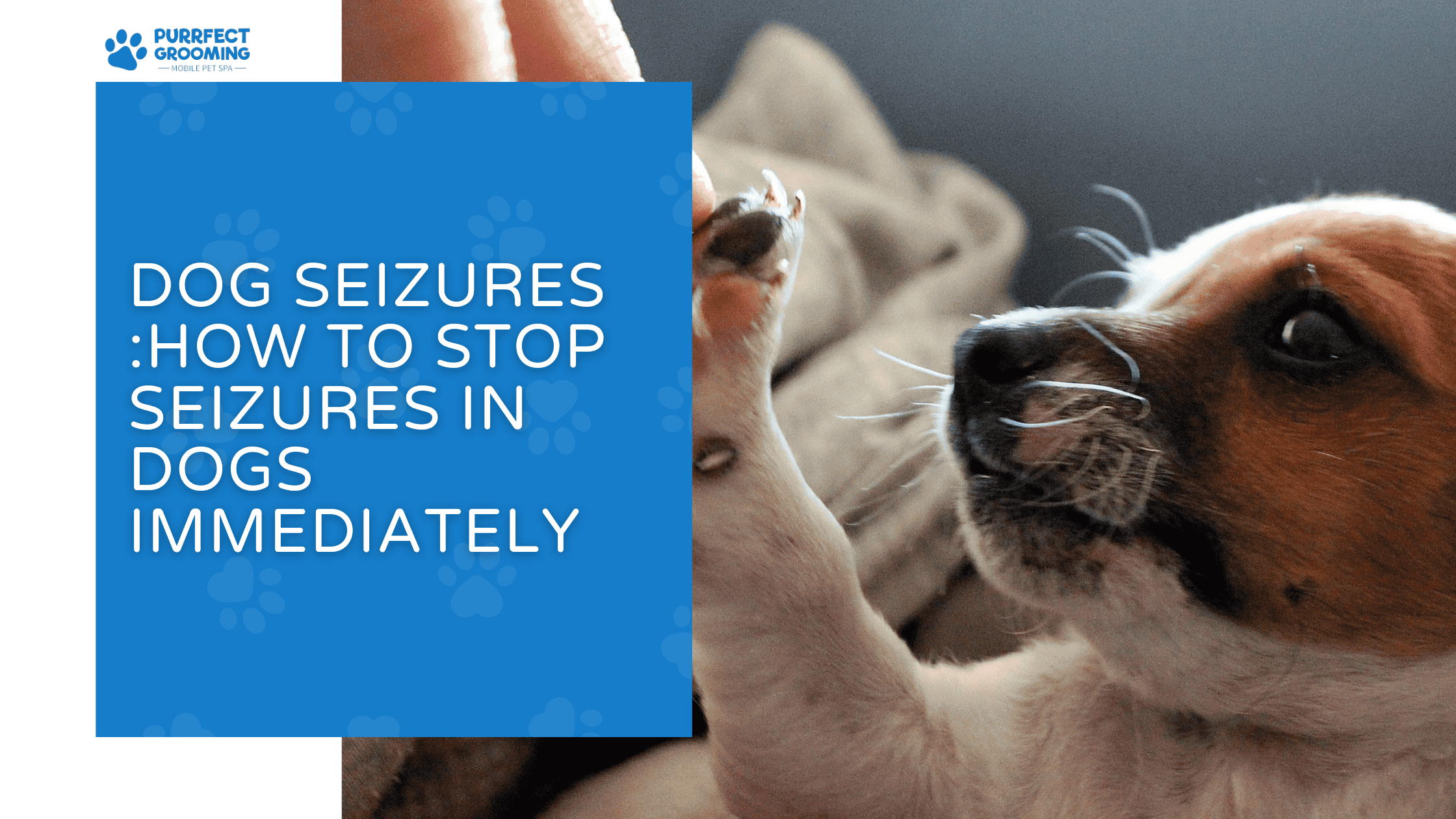 How to Stop Seizures in Dogs Immediately