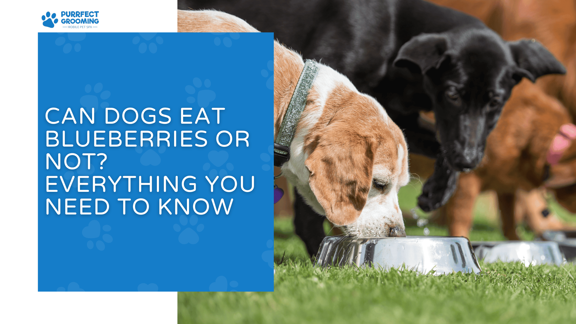can dogs eat blueberries