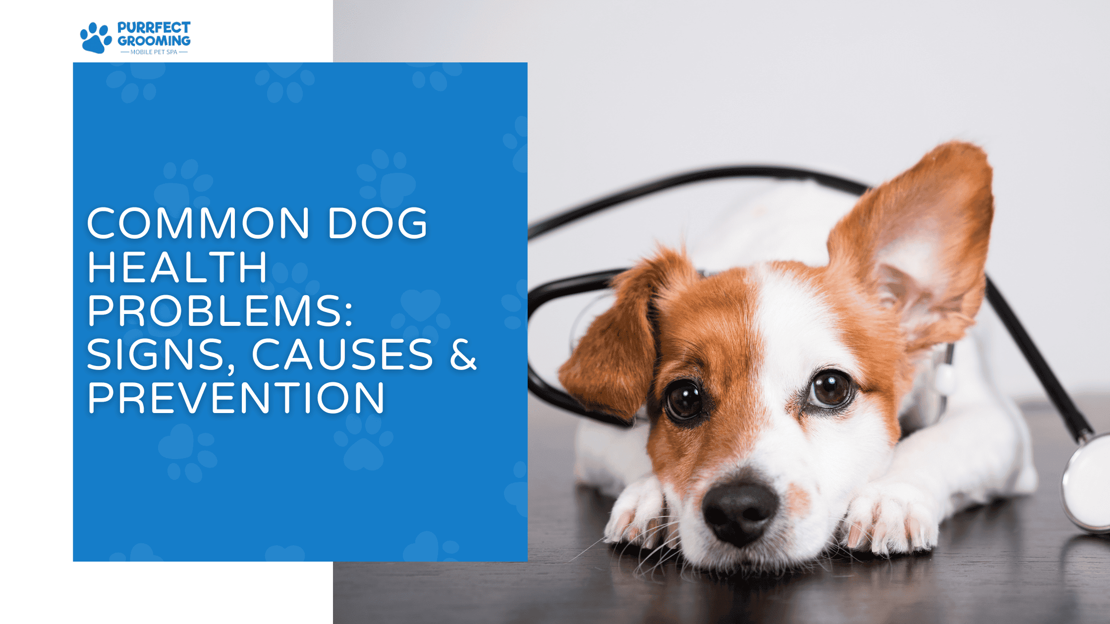 common dog health problems