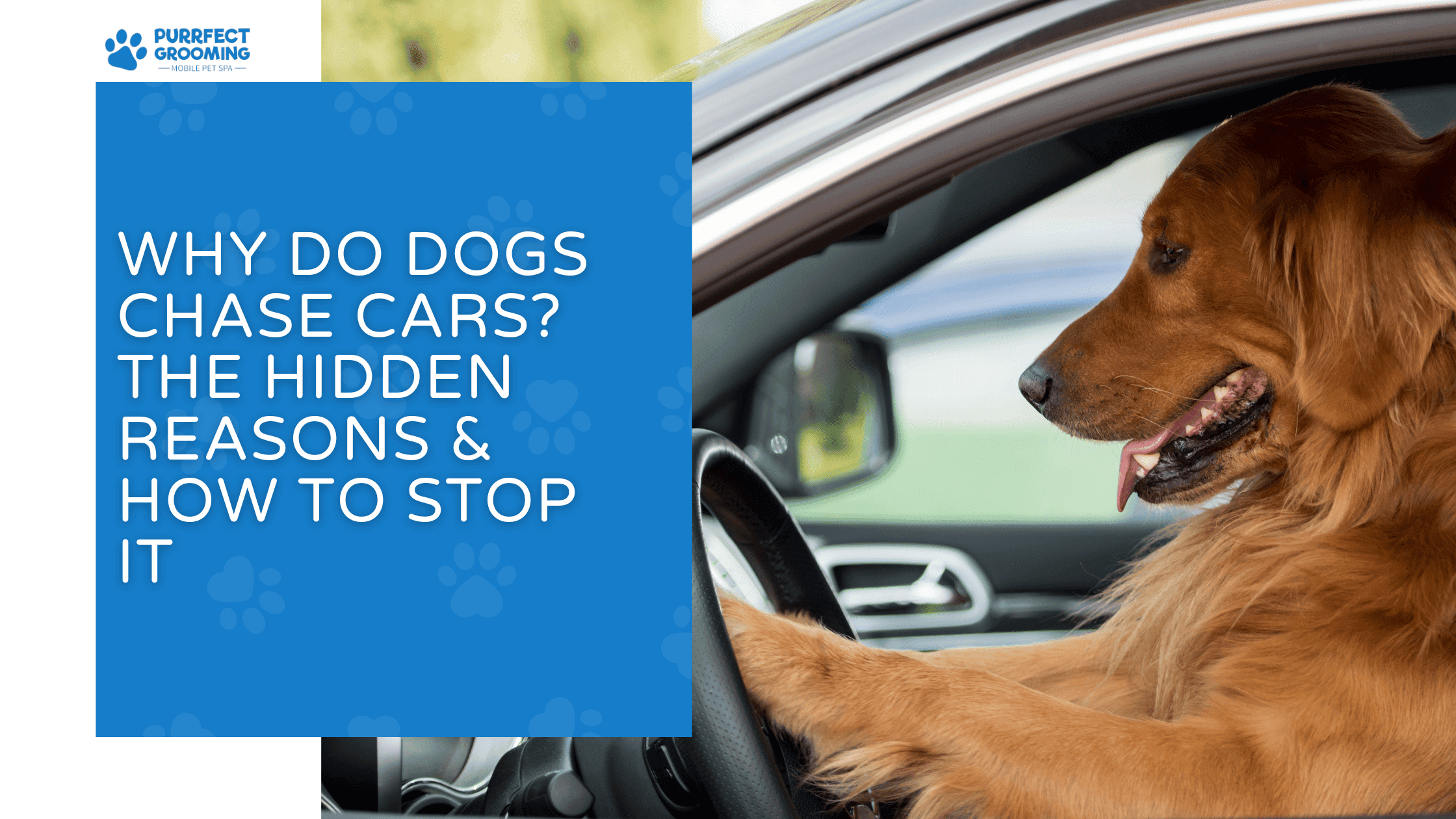 Why Do Dogs Chase Cars