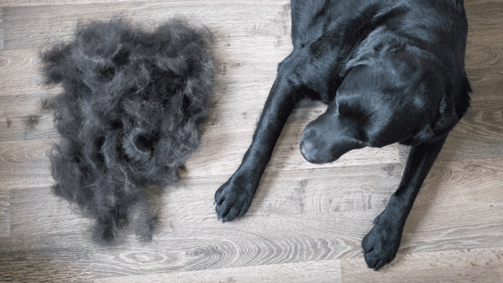 how to minimize dog shedding
