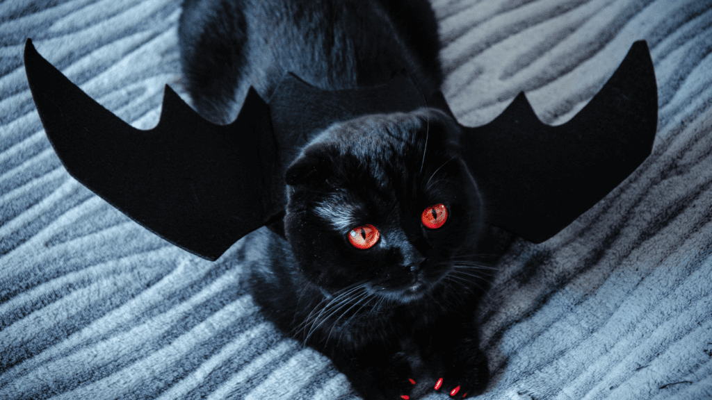 diy cat costume