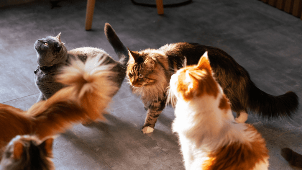 What Cat Breed Is Right for Me