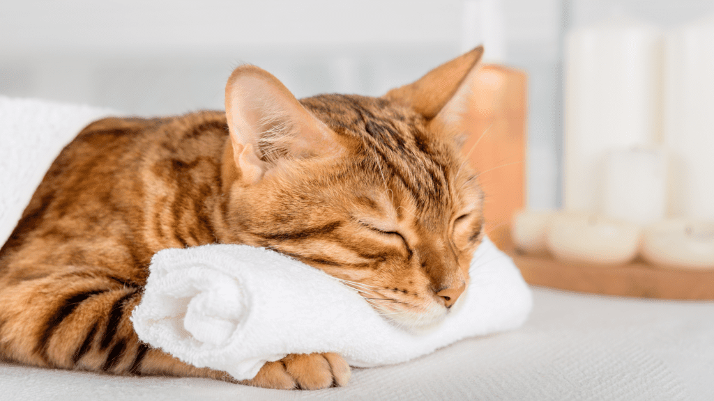 cat body signals