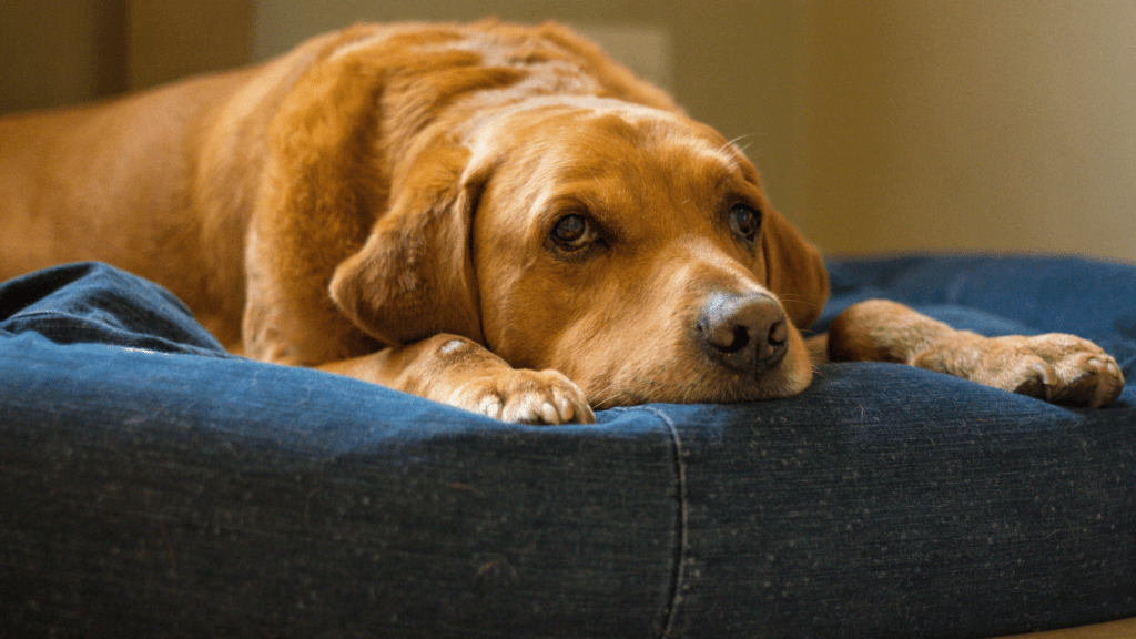 average lifespan of a dog