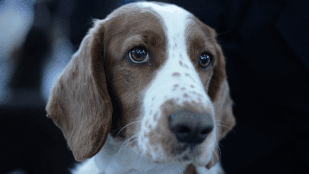hot spots in dogs