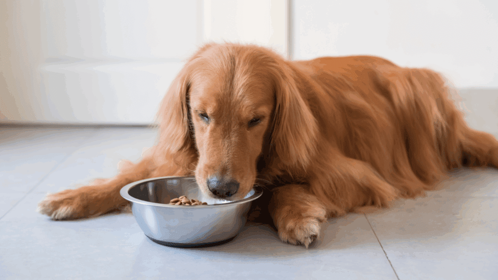 Can Dogs Eat Garlic