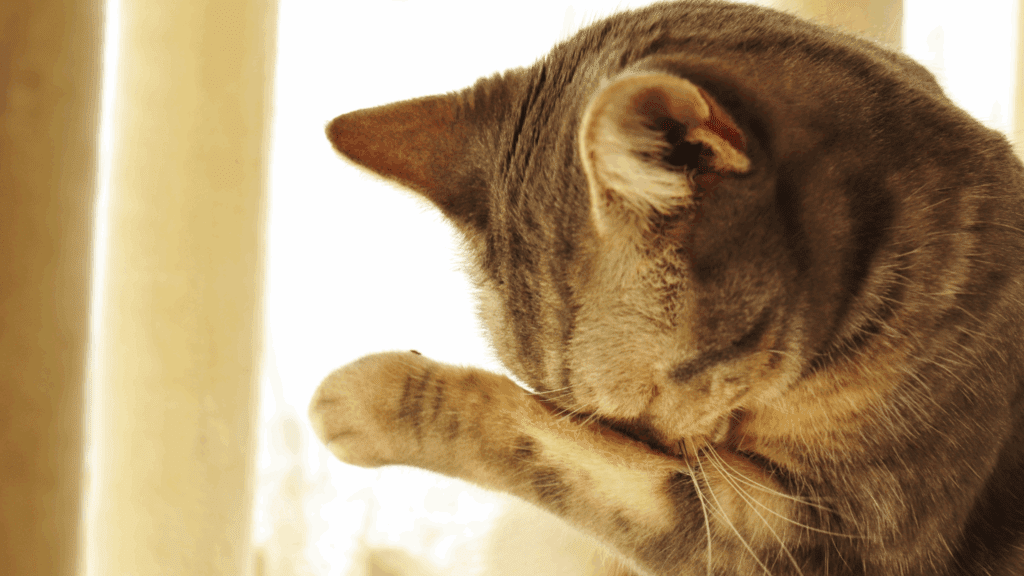 can cats cry