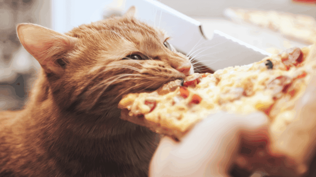 can cats eat cheese