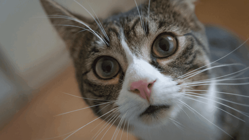why do cats have whiskers