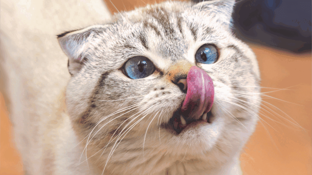 how do cats get worms