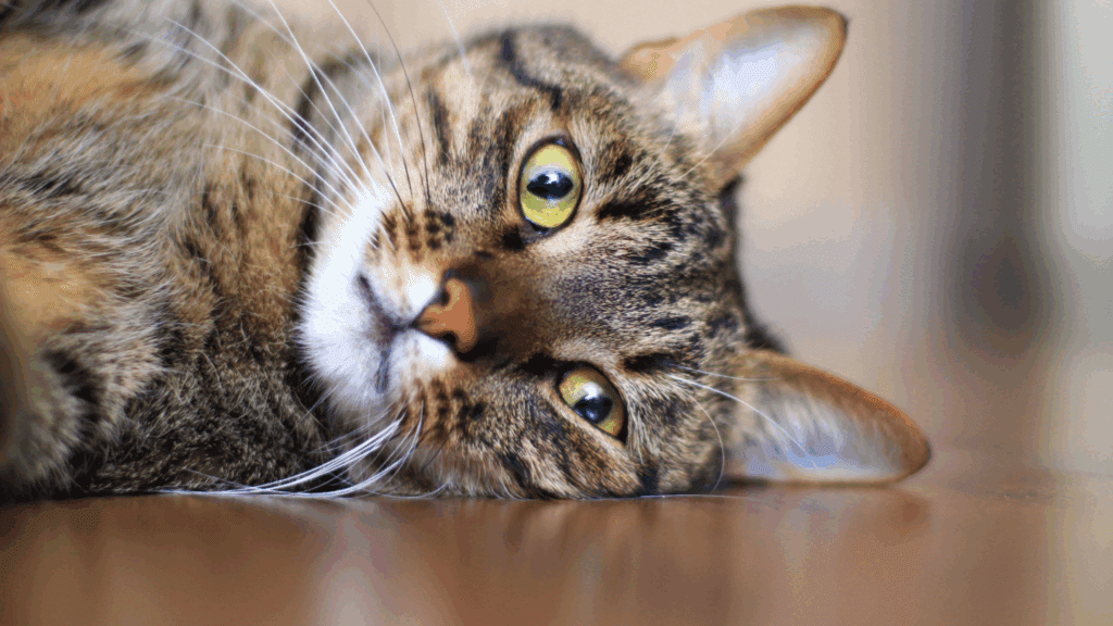 can cats get hiccups