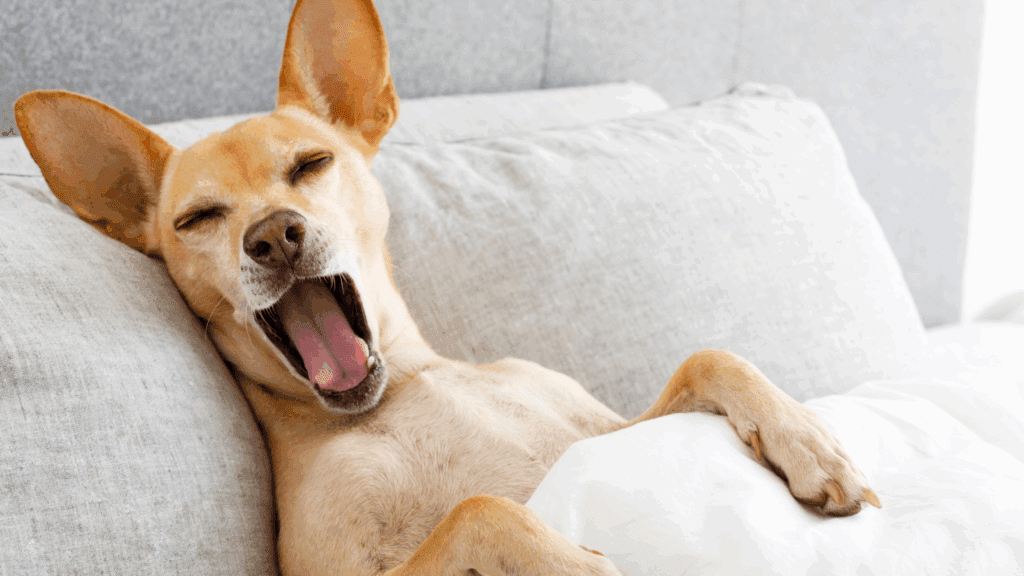 what do dogs dream about