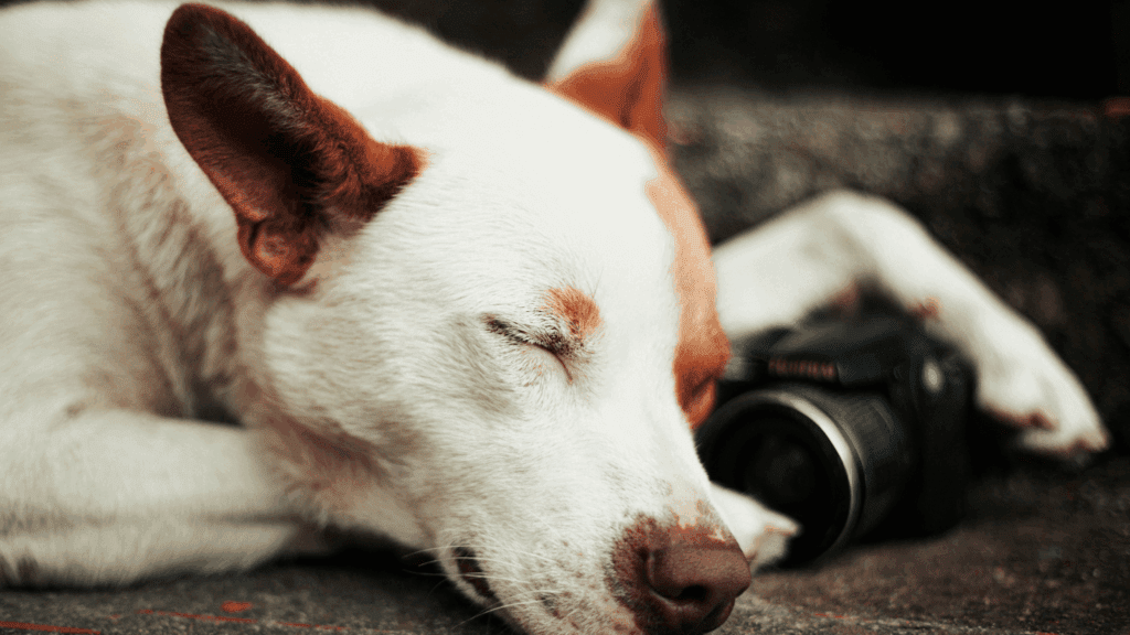 dogs dreaming