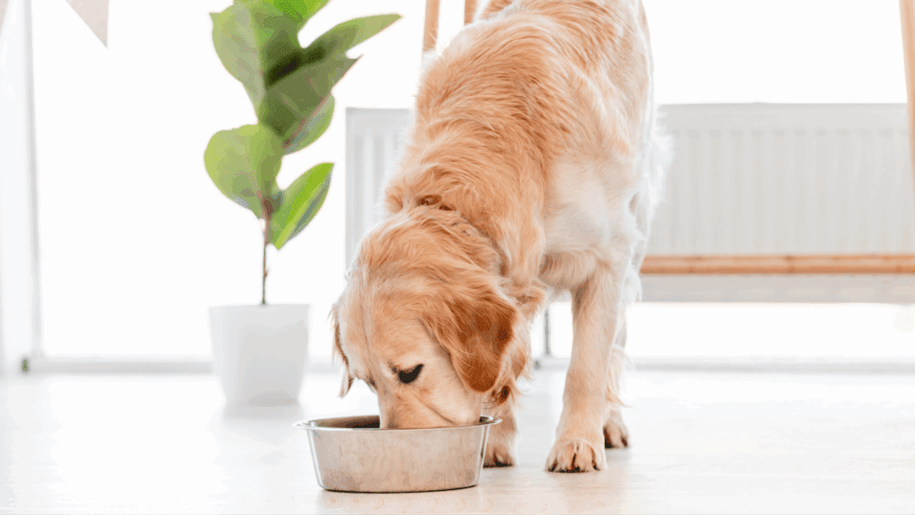 can dogs have rice