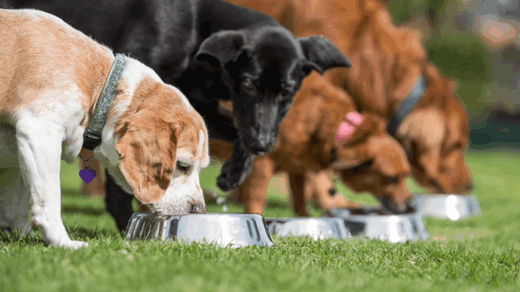 dogs and rice