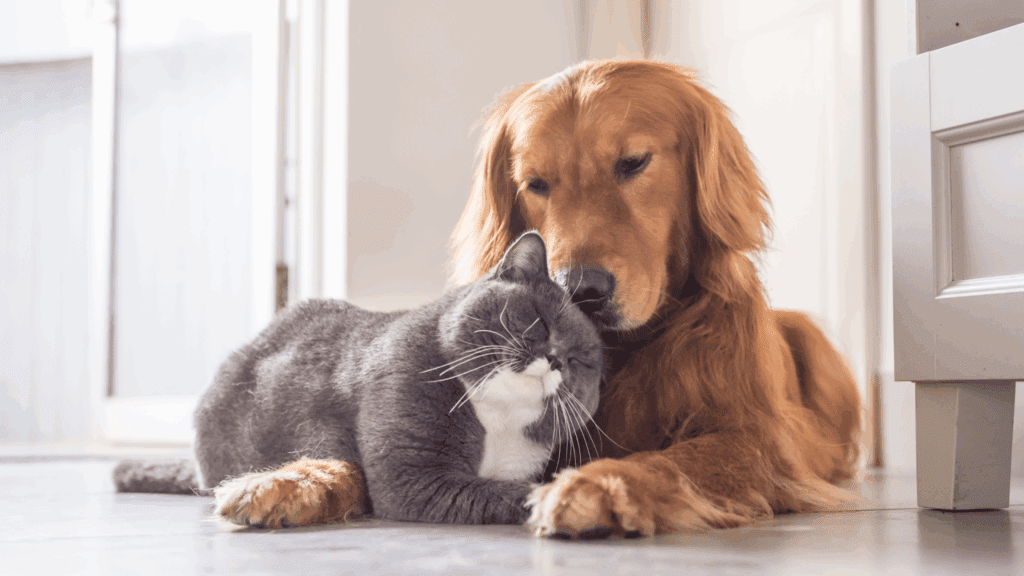 can dogs be allergic to cats