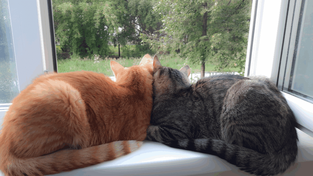 do cats fart