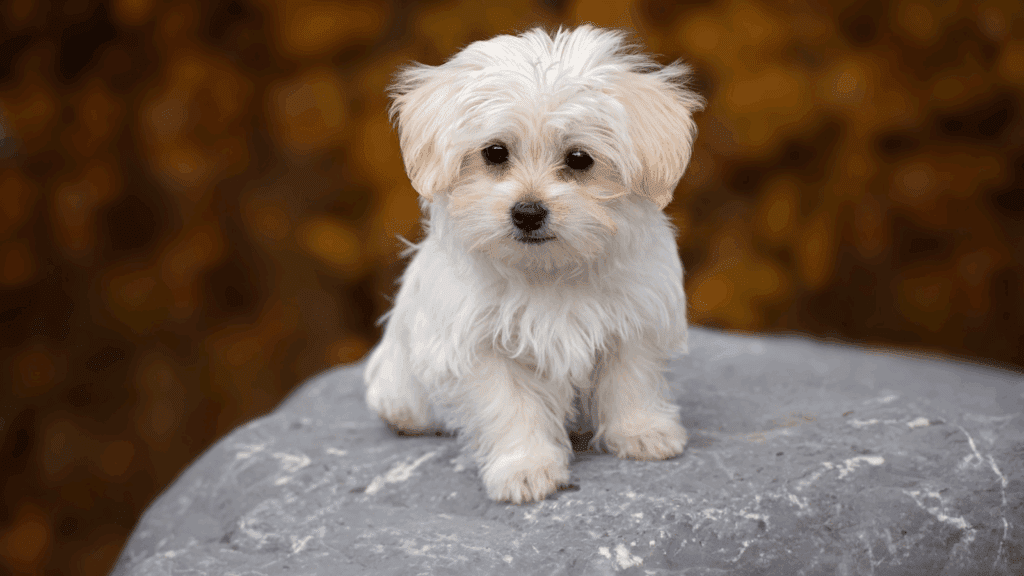 dog sweating