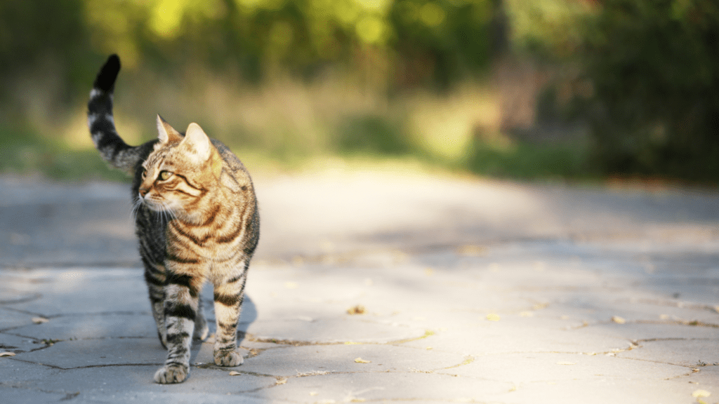 how long does a cat stay in heat
