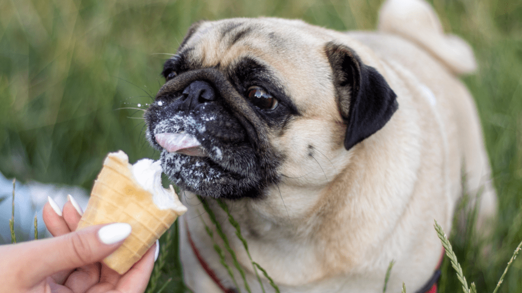 can dogs eat ice cream