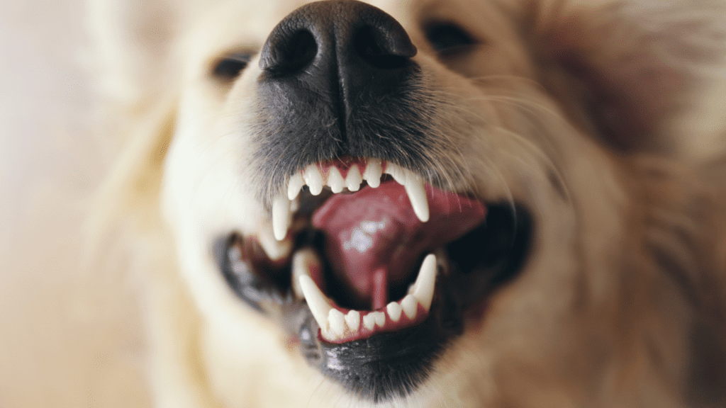 how many teeth do dogs have