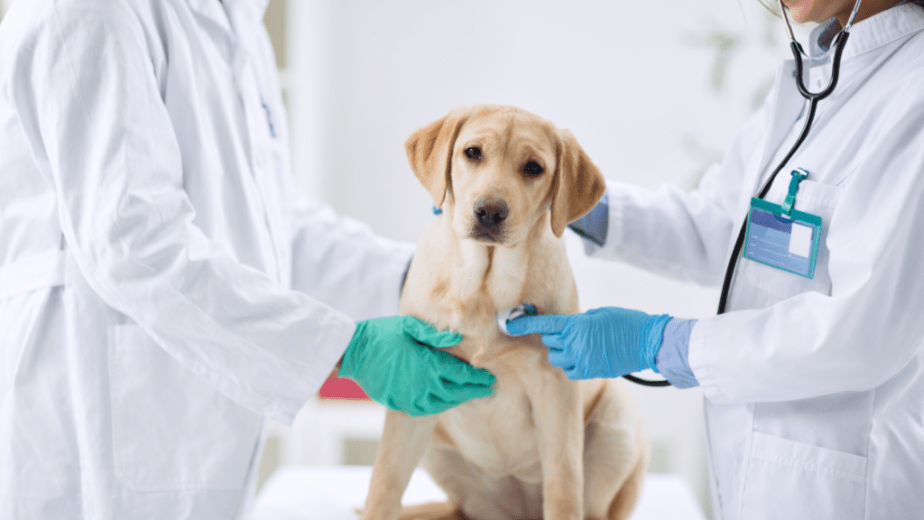 what can i give my dog for pain